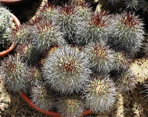 Copiapoa_longistaminea